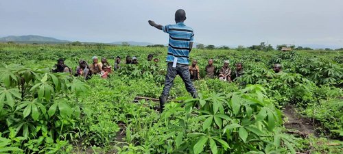 Cassava.[DRC]