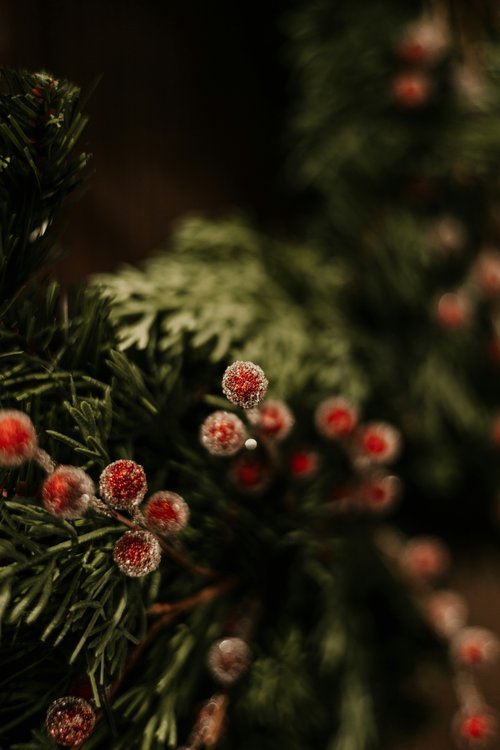 Christmas Greenery 2