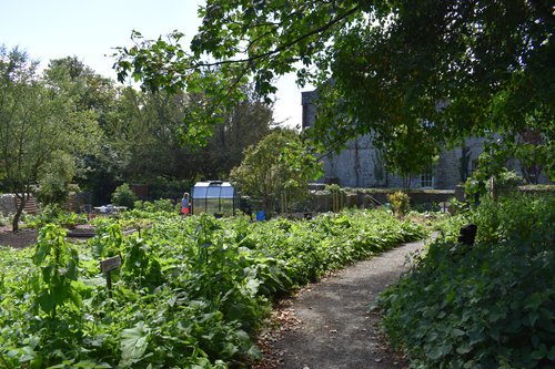 Erw Dewi community garden at St Davids cathedral