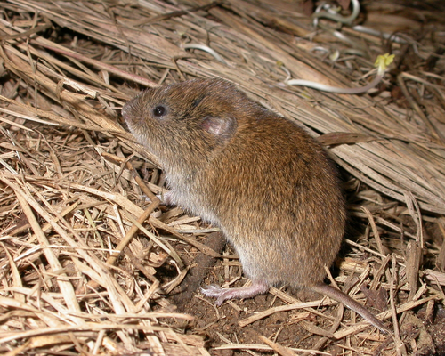 Field Vole [© Philip Precey]