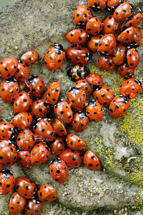 Ladybirds 2