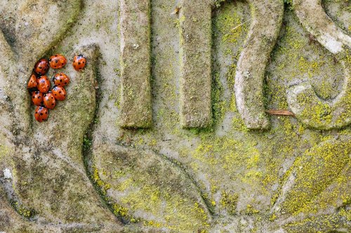 Ladybirds - Credit Andrew Mason