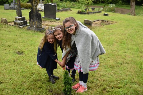 Lampeter Velfrey New Yew planting