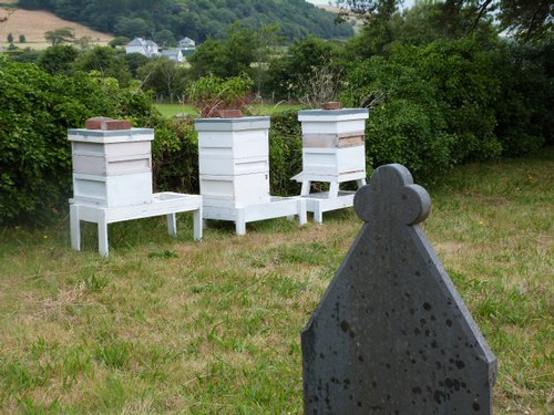 Llangorwen beehives 2