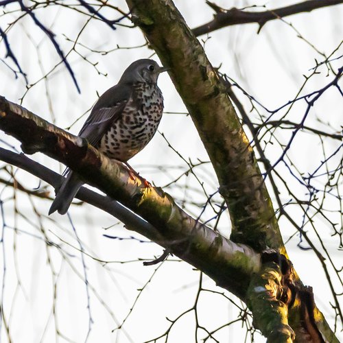Mistle Thrush [unsplash]