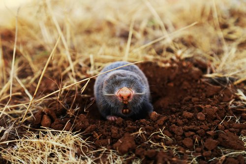 Mole [ahmad-kanbar-unsplash]