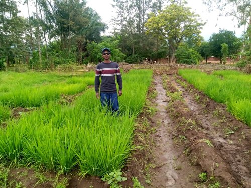 Rice [Bukavu]