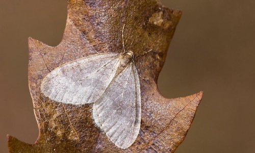Winter Moth [Male]