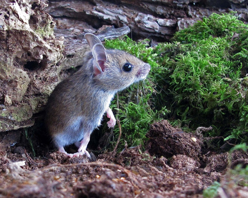 Wood_mouse [c_Margaret_Holland]