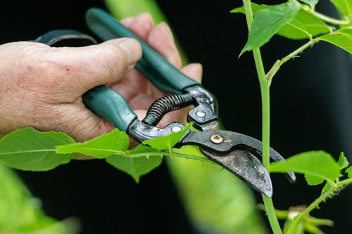 Pruning