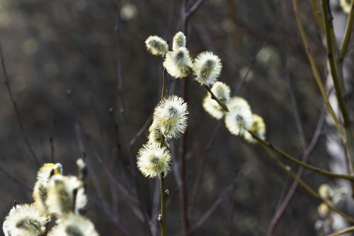 Catkins [tasha-k-unsplash]